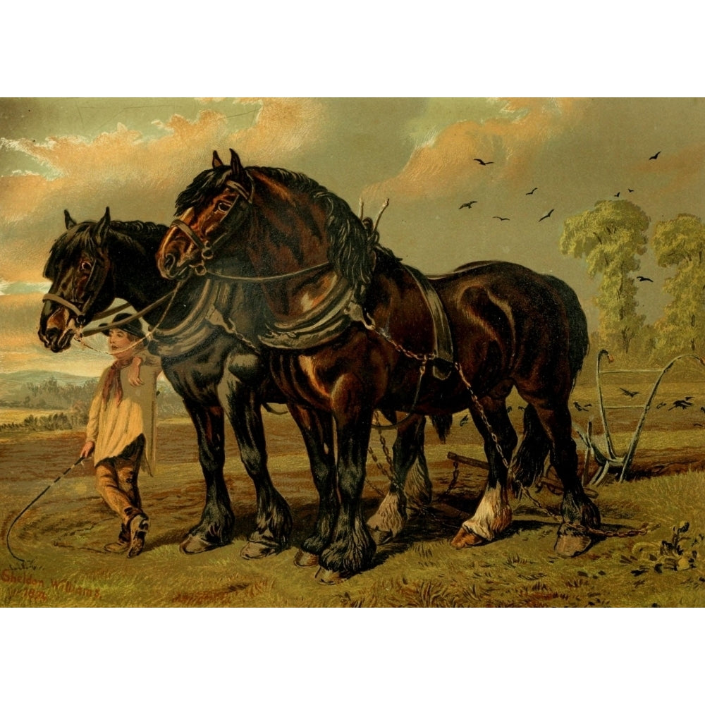 Book of the Horse 1880 Clydesdale stallion and mare Poster Print by A. Sheldon-Williams Image 1