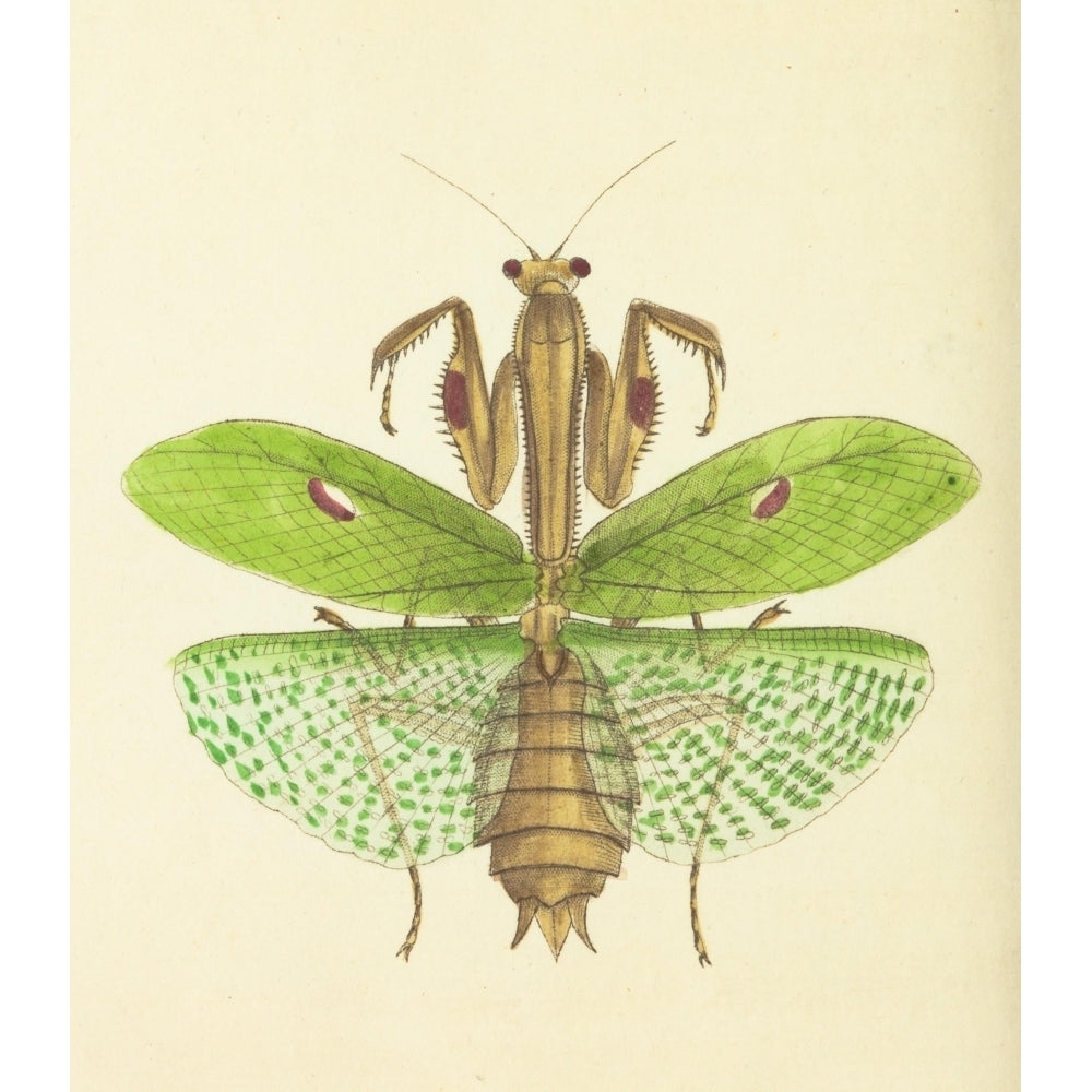 The naturalists miscellany 1789 Praying Mantis Poster Print by Richard P. Nodder Image 1