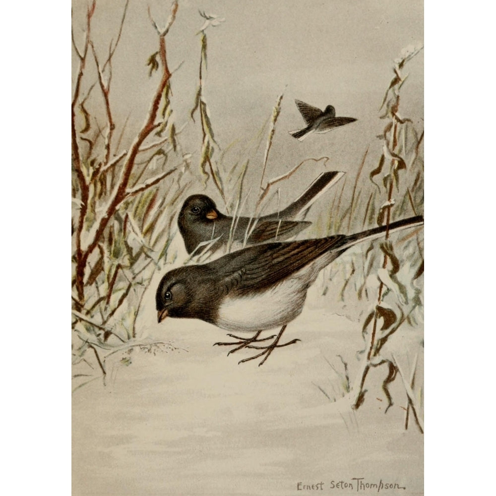 Bird Life 1901 Junco Poster Print by Ernest T. Seton Image 1