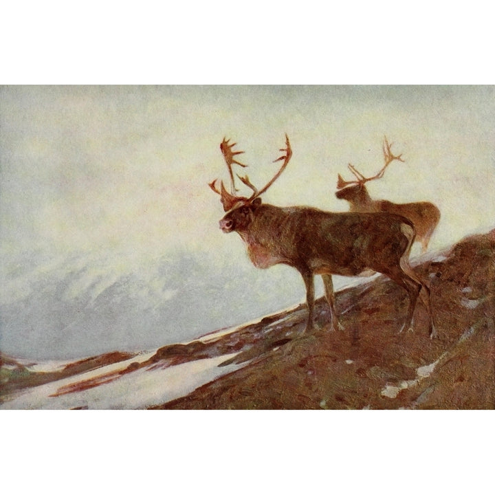 Mammals of America 1917 Caribou Poster Print by Carl Rungius Image 1