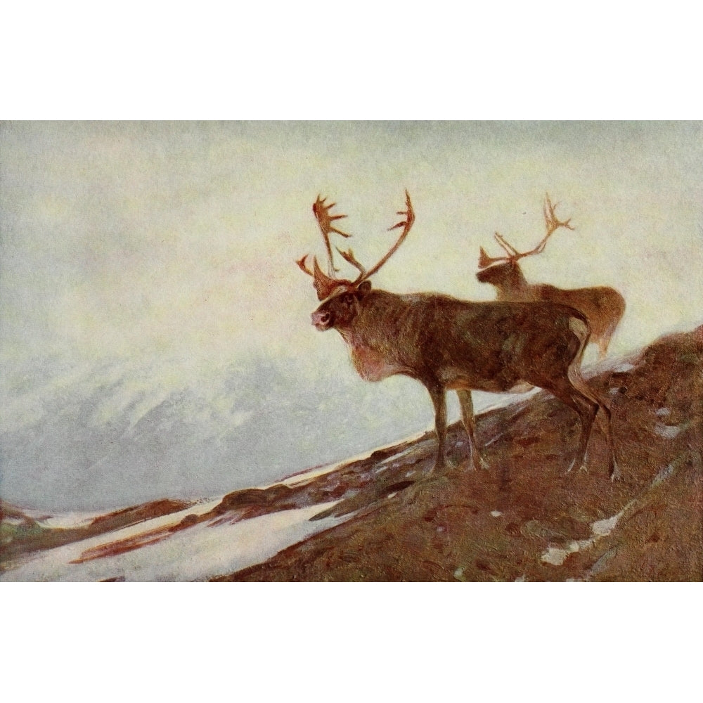 Mammals of America 1917 Caribou Poster Print by Carl Rungius Image 2