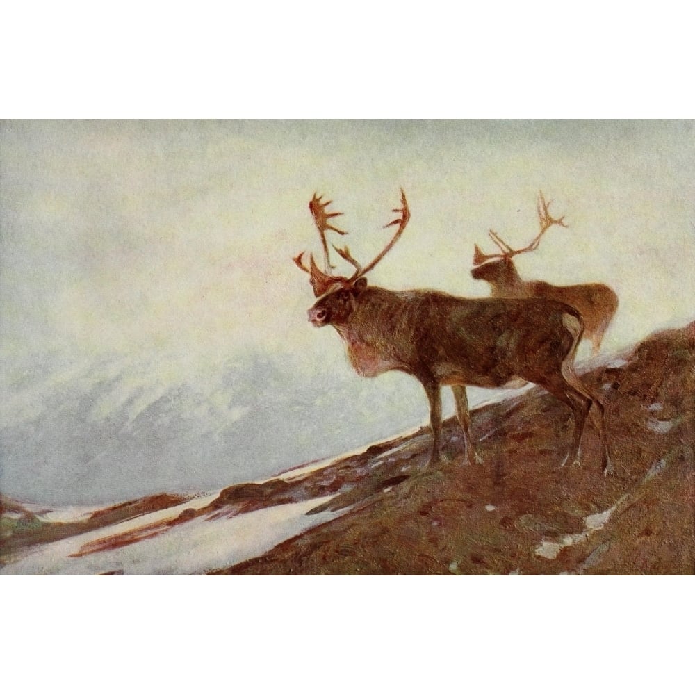 Mammals of America 1917 Caribou Poster Print by Carl Rungius Image 1