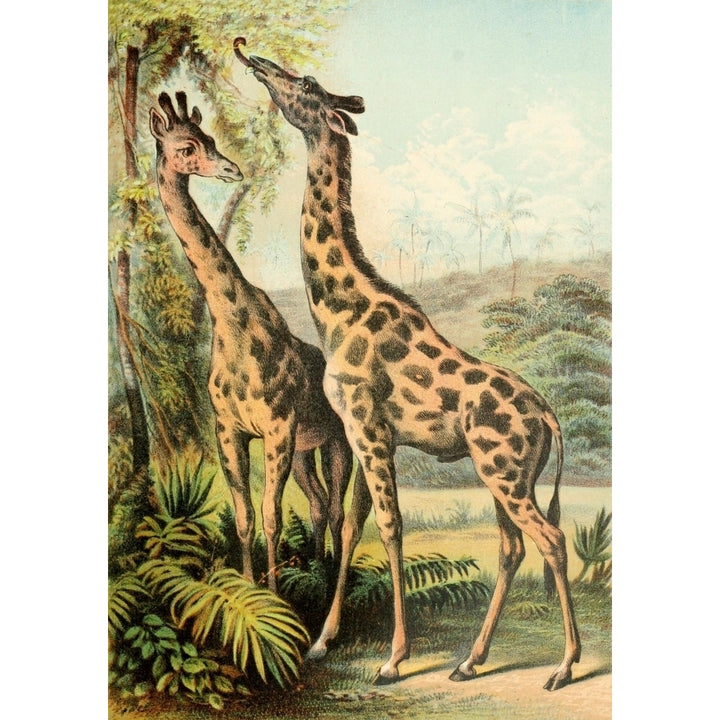 The Animal Kingdom 1897 Giraffes Poster Print by Unknown Image 2