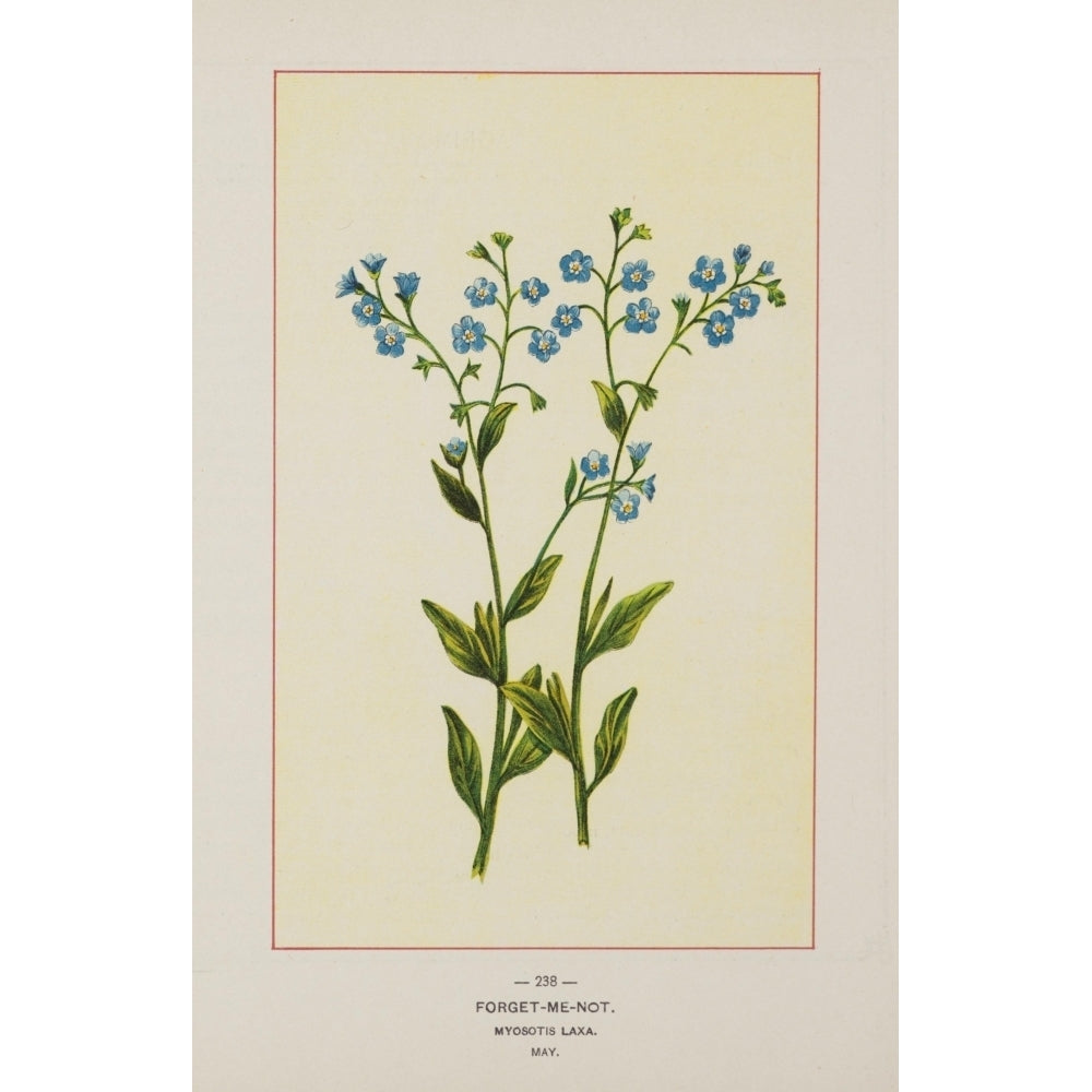 Wild Flowers of America 1894 Forget-me-not Poster Print by Unknown Image 2