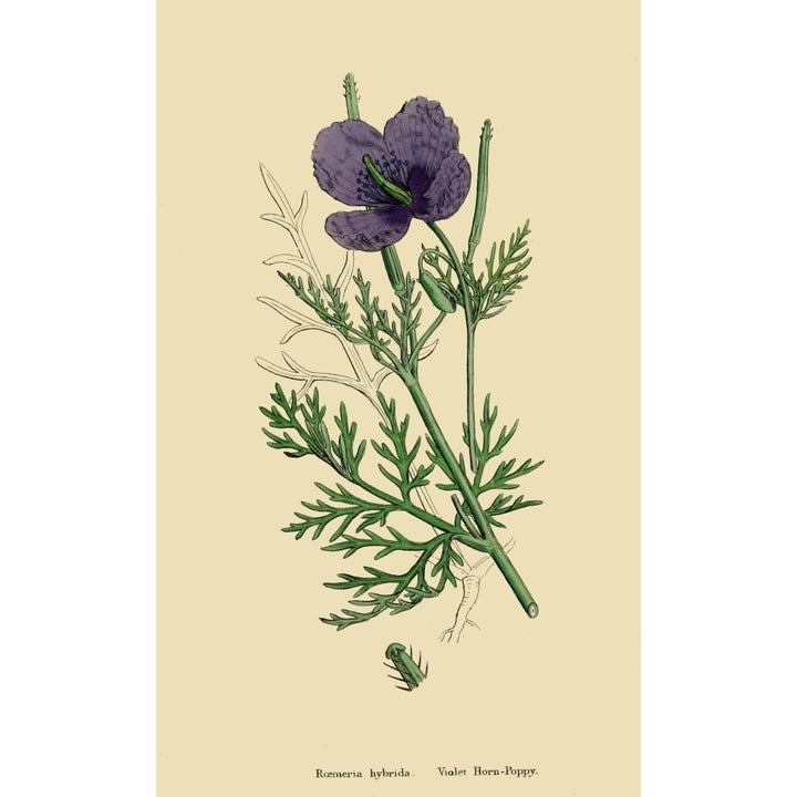 English Botany 1863 Violet Horn-Poppy Poster Print by James Sowerby Image 2