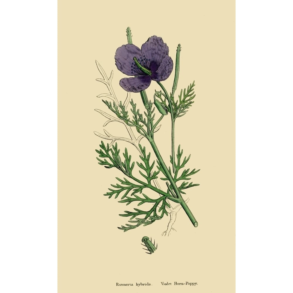 English Botany 1863 Violet Horn-Poppy Poster Print by James Sowerby Image 1