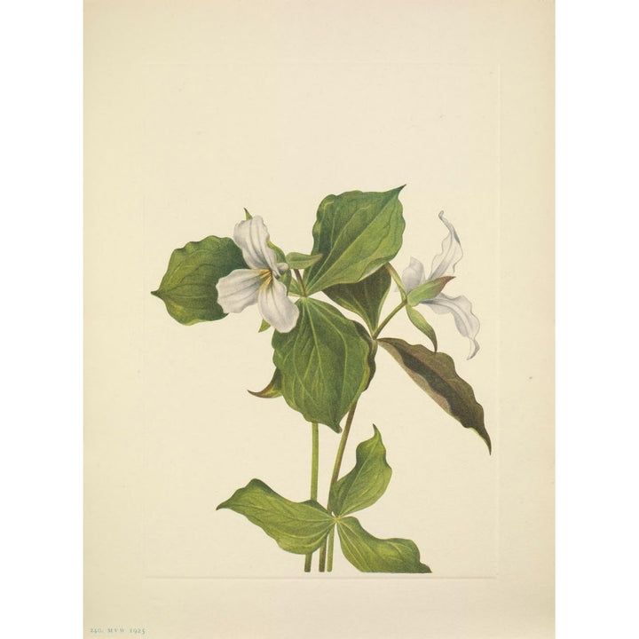 N. American Wild Flowers 1925 Snow Trillium Poster Print by Mary V. Walcott Image 1