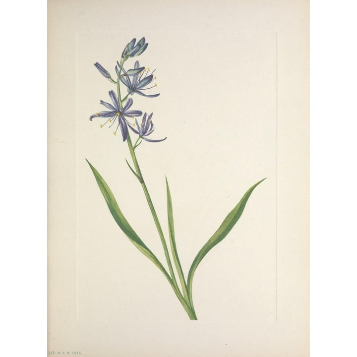 N. American Wild Flowers 1925 Camas Poster Print by Mary V. Walcott Image 1