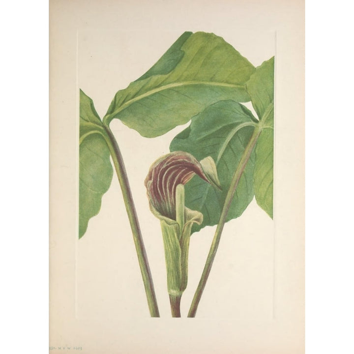 N. American Wild Flowers 1925 Jack-in-the-pulpit Poster Print by Mary V. Walcott Image 1