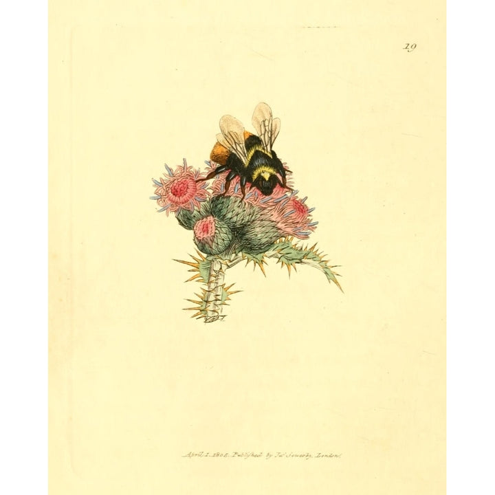 British Miscellany 1806 Thistles and Bee Poster Print by J. Sowerby Image 1