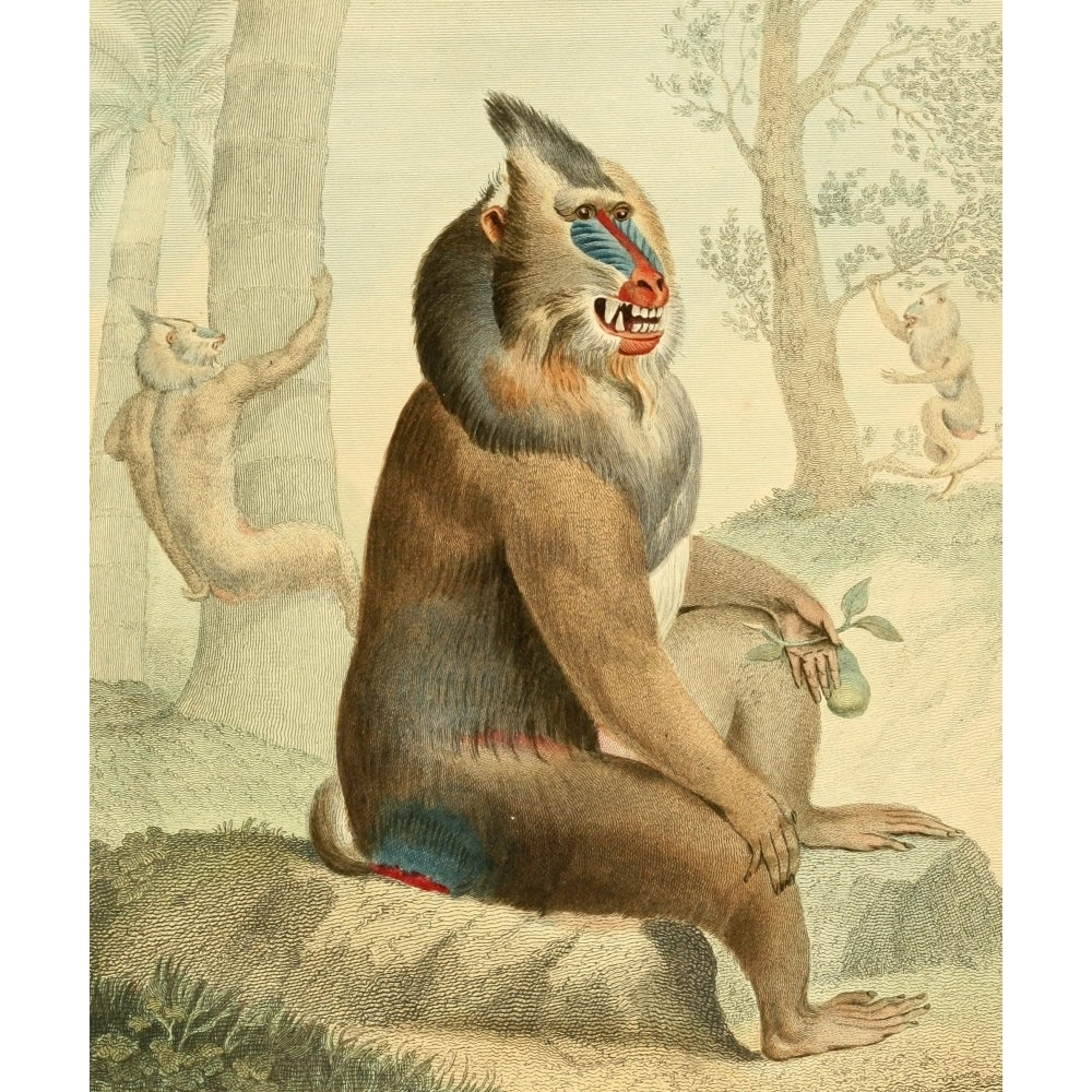 Musei Leveriani 1792 Variegated Baboon Poster Print by Charles R. Ryley Image 2