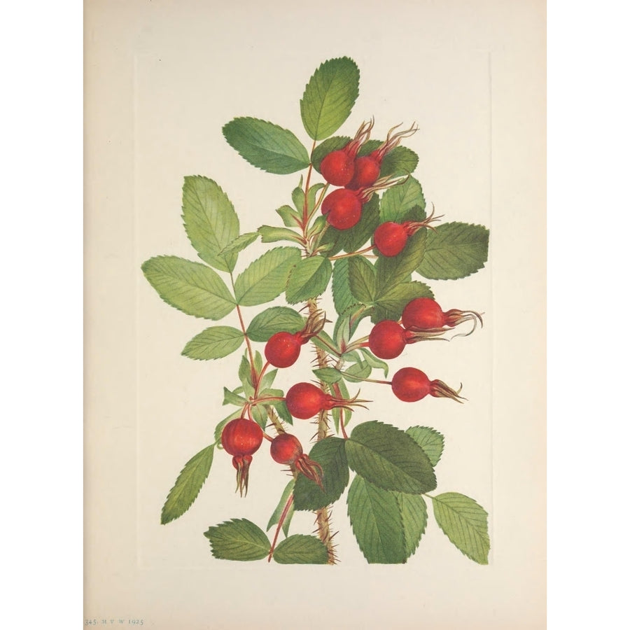 N. American Wild Flowers 1925 Bourgeau Rosehips Poster Print by Mary V. Walcott Image 1