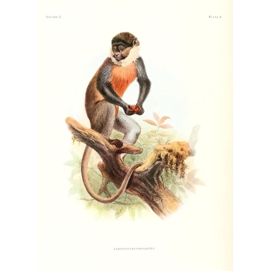 Review of the Primates 1913 Red-bellied Monkey Poster Print by Joseph Wolf Image 1