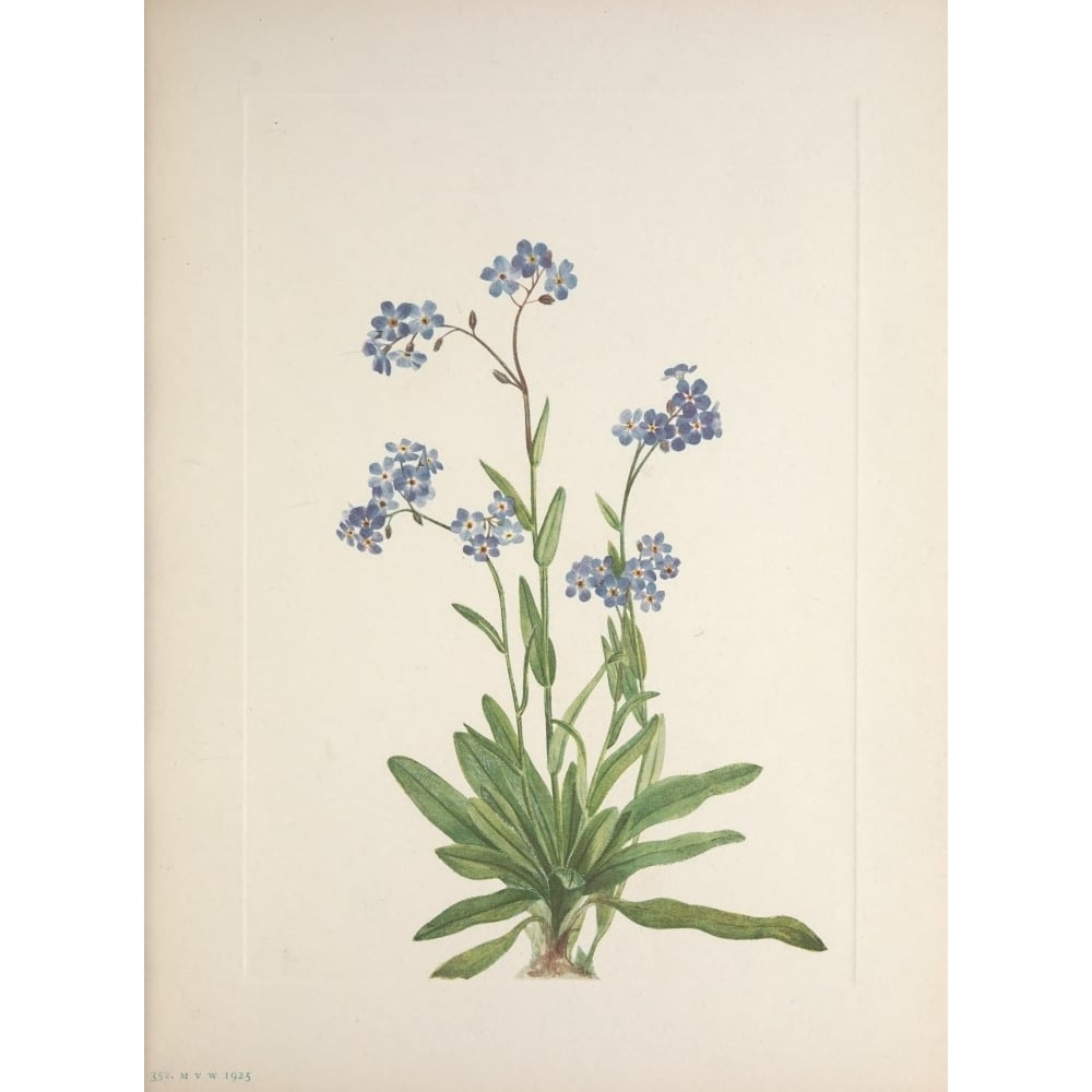 N. American Wild Flowers 1925 Alpine Forget-me-not Poster Print by Mary V. Walcott Image 2