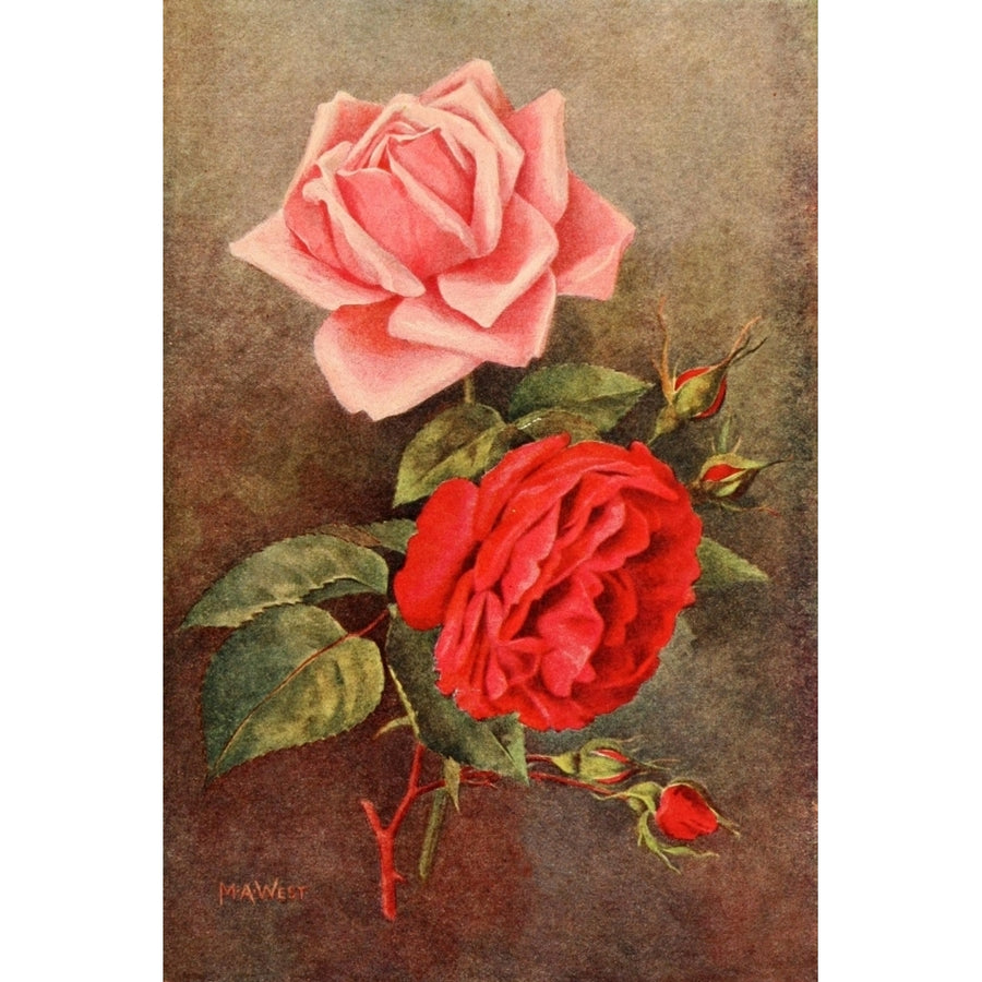 Rose Gardening 1922 Caroline Testout and Gruss an Teplitz Poster Print by Maud Astley West Image 1