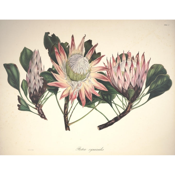 Flora of South Africa 1849 Protea Cynaroides Poster Print by Arabella Roupell Image 1