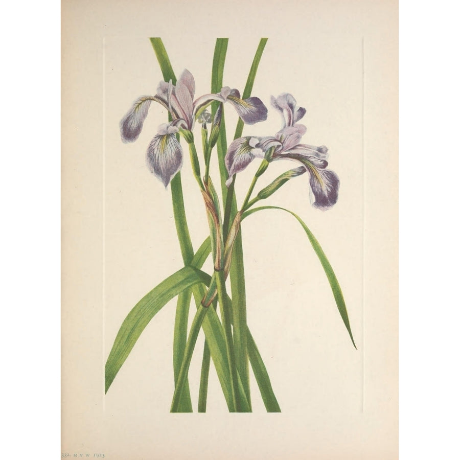 N. American Wild Flowers 1925 Blueflag Iris Poster Print by Mary V. Walcott Image 1