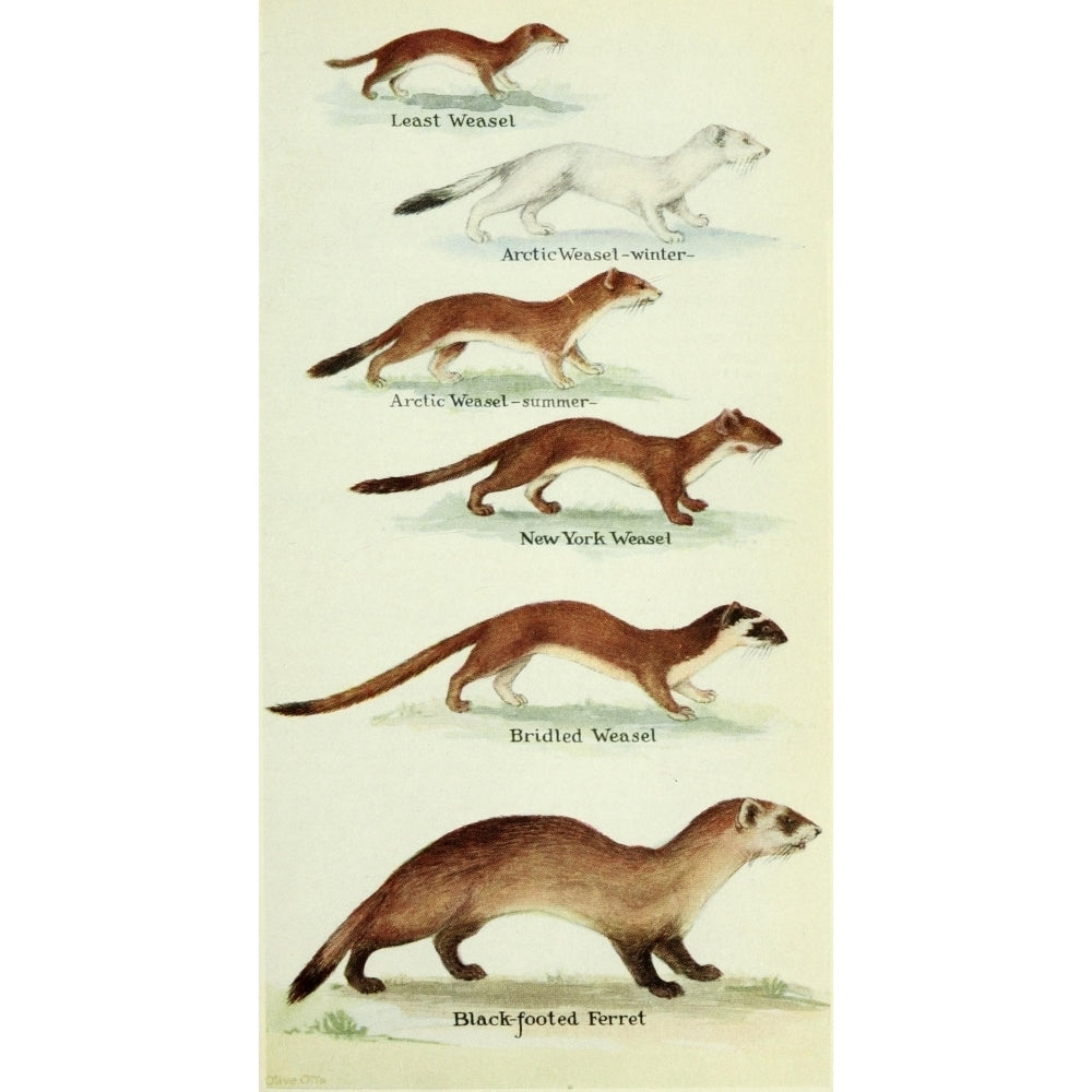 North American Mammals 1928 Weasels and Ferrets Poster Print by Olive Otis Image 2