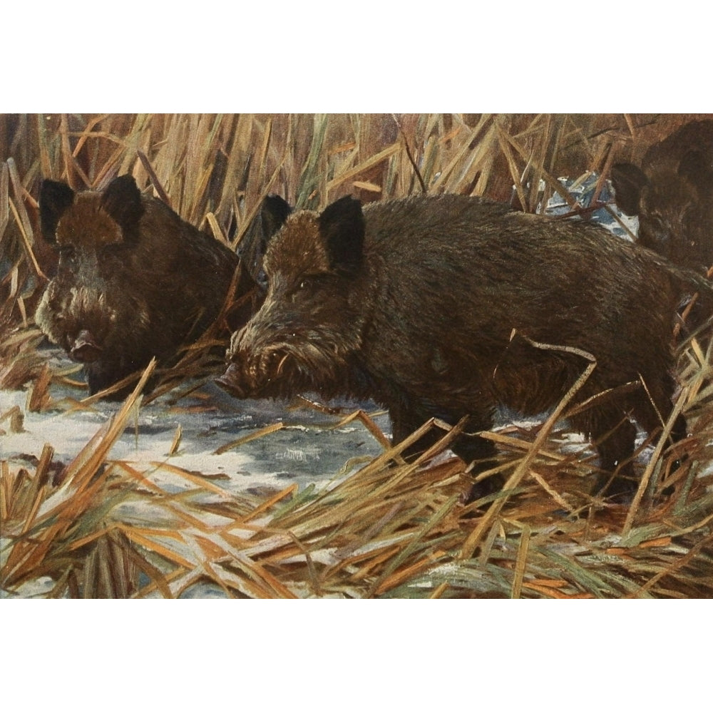 Tierleben 1920 Wild Boar Poster Print by E.H. Stenglin Image 1