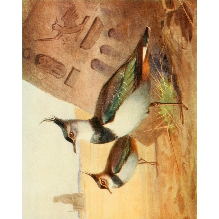 Egyptian Birds 1909 Green Plover or Lapwing Poster Print by Charles Whymper Image 1