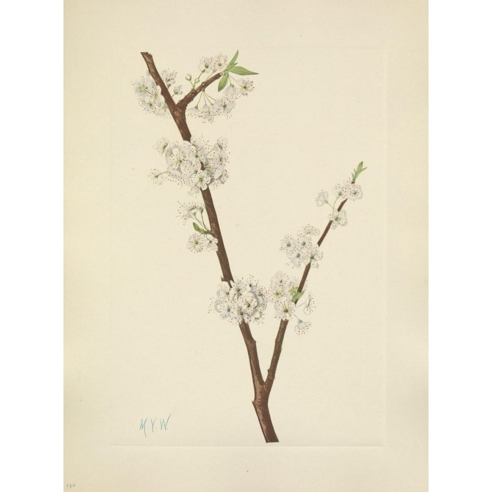 N. American Wild Flowers 1925 Chickasaw Plum Poster Print by Mary V. Walcott Image 1