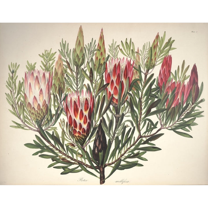 Flora of South Africa 1849 Protea Poster Print by Arabella Roupell Image 1