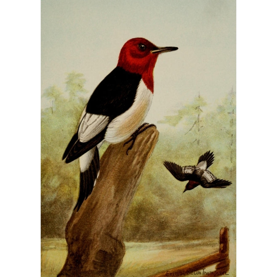 Bird Life 1901 Red-headed Woodpecker Poster Print by Ernest T. Seton Image 1