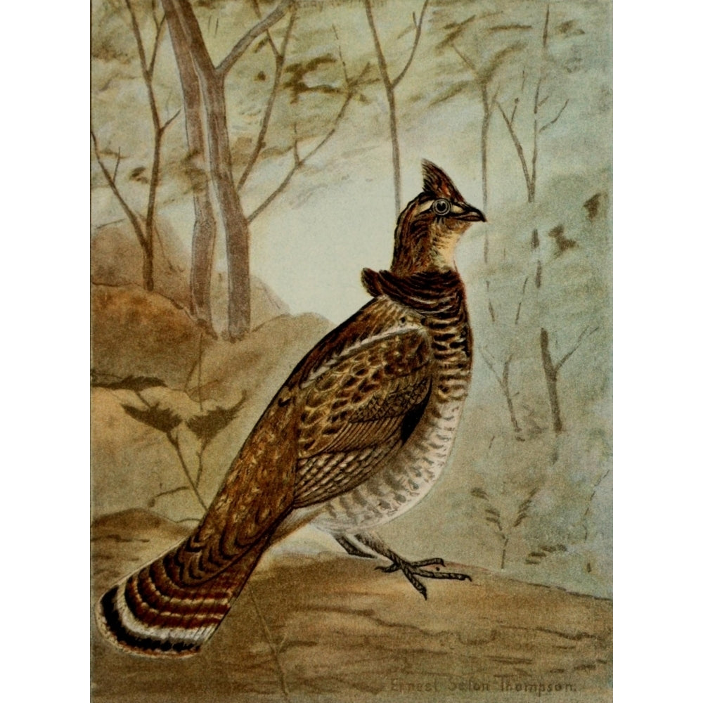 Bird Life 1901 Ruffed Grouse Poster Print by Ernest T. Seton Image 1