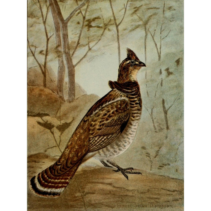 Bird Life 1901 Ruffed Grouse Poster Print by Ernest T. Seton Image 2