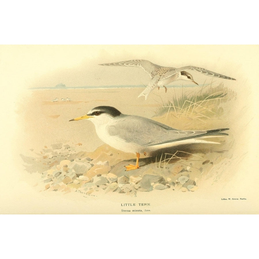 Birds of the British Islands 1885 Tern Little Poster Print by Archibald Thorburn Image 1