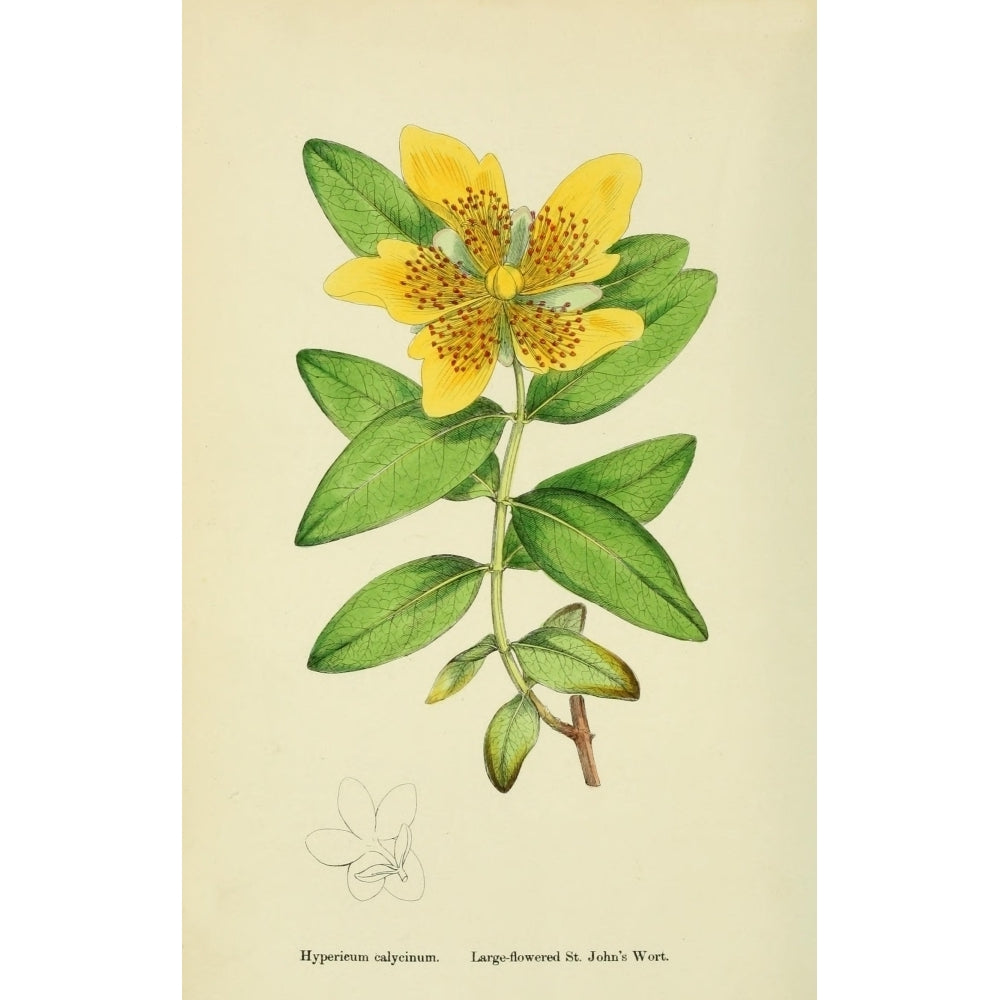 English Botany 1863 Large Flowered St. Johns Wort Poster Print by James Sowerby Image 1