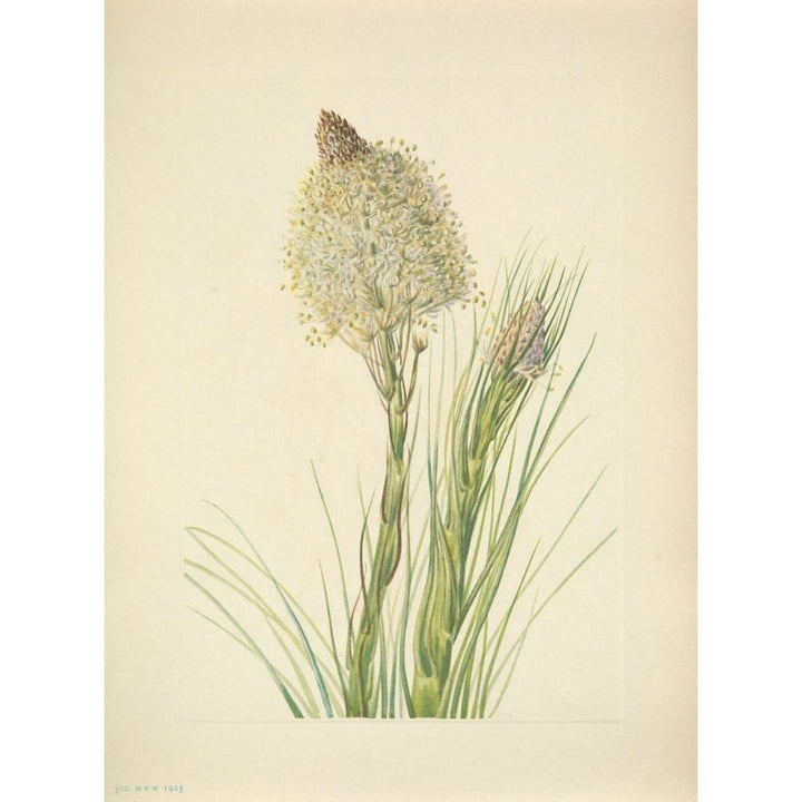 N. American Wild Flowers 1925 Beargrass Poster Print by Mary V. Walcott Image 2