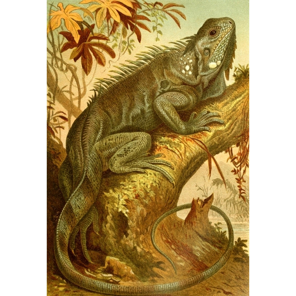 Brehms Tierleben 1900 Iguana Poster Print by Unknown Image 1