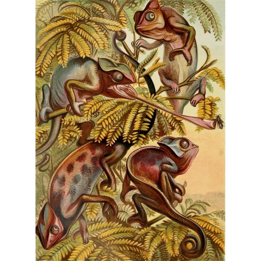 The Royal Natural History c.1881 Chameleons Poster Print by Unknown Image 1