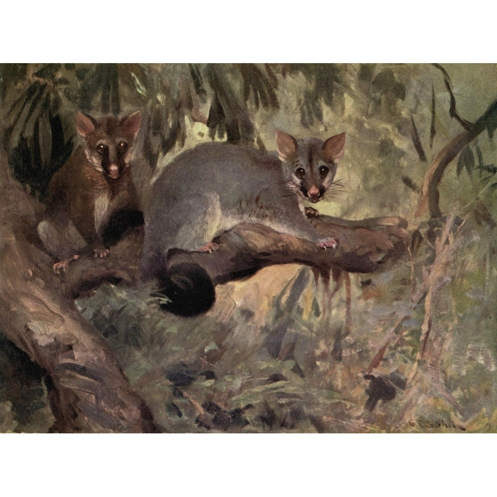 Wild beasts of the World 1909 Opossum Poster Print by Cuthbert E. Swan Image 1