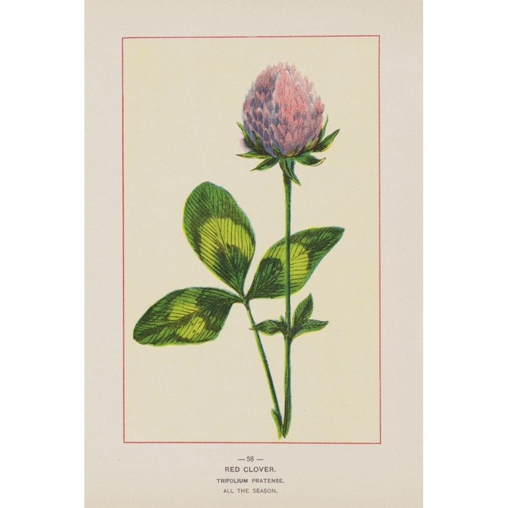 Wild Flowers of America 1894 Red Clover Poster Print by Unknown Image 2