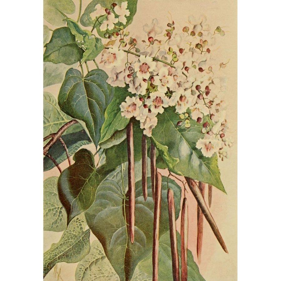 Guide to the Trees 1900 Catalpa Poster Print by Ellis Rowan Image 1