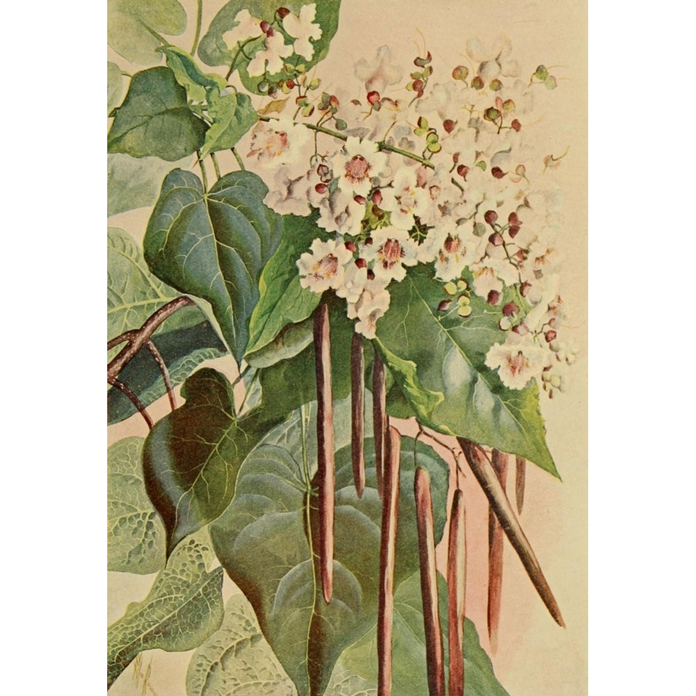 Guide to the Trees 1900 Catalpa Poster Print by Ellis Rowan Image 2