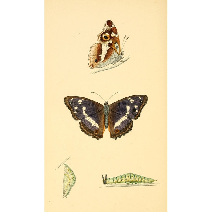 History of British Butterflies 1853 Purple Emperor Poster Print by Unknown Image 2