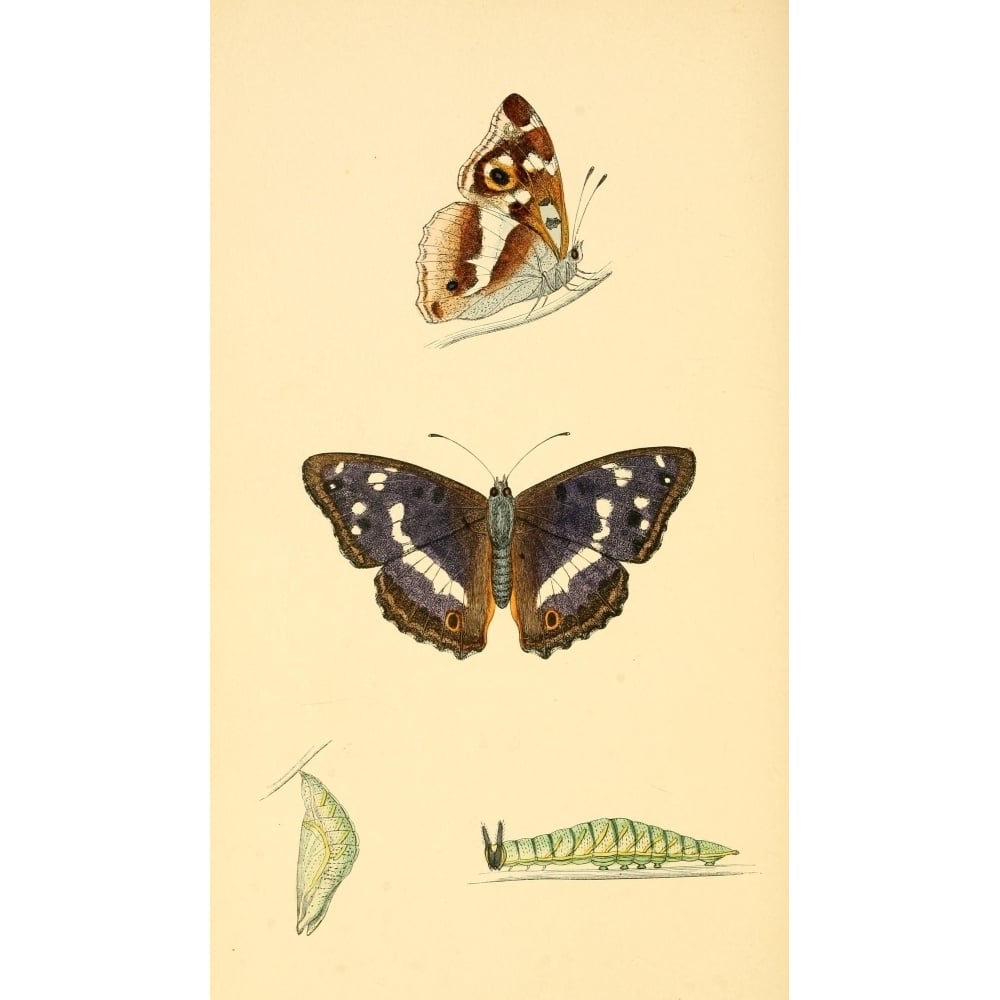 History of British Butterflies 1853 Purple Emperor Poster Print by Unknown Image 1