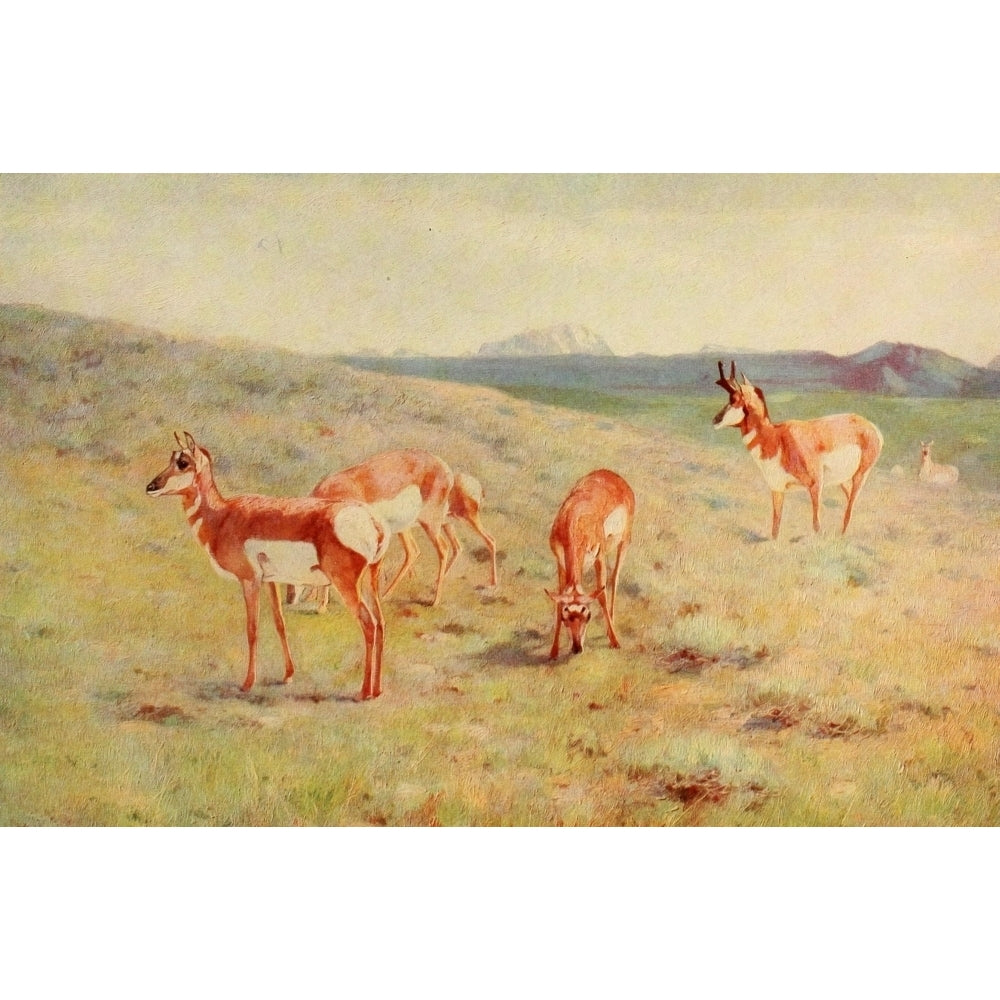 Mammals of America 1917 Pronghorns Poster Print by Carl Rungius Image 1