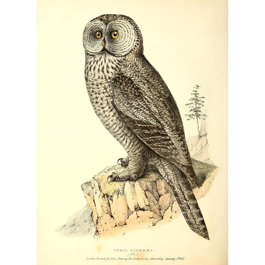 Fauna Boreali-Americana 1829 Gt Cinereous Owl Poster Print by W. Swainson Image 1