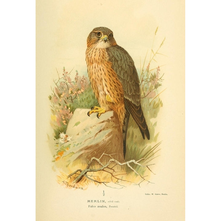 Birds of the British Islands 1885 Merlin Poster Print by Archibald Thorburn Image 2