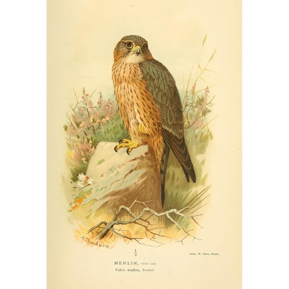 Birds of the British Islands 1885 Merlin Poster Print by Archibald Thorburn Image 1