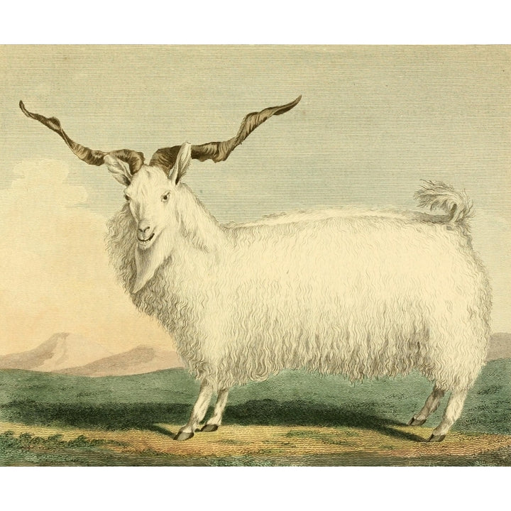 Musei Leveriani 1792 Angora Goat Poster Print by Charles R. Ryley Image 2