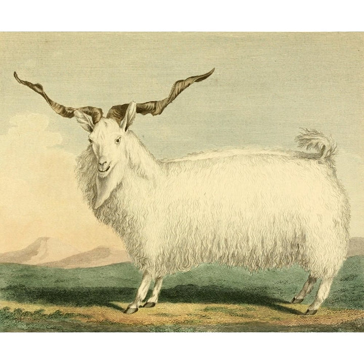 Musei Leveriani 1792 Angora Goat Poster Print by Charles R. Ryley Image 1