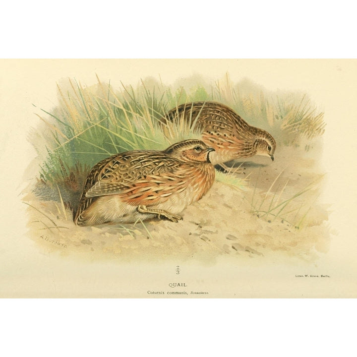 Birds of the British Islands 1885 Quail Poster Print by Archibald Thorburn Image 1