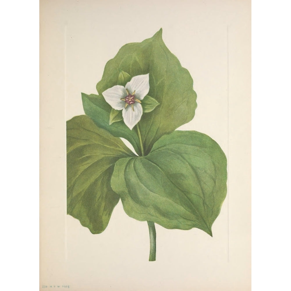 N. American Wild Flowers 1925 Wax Trillium Poster Print by Mary V. Walcott Image 2