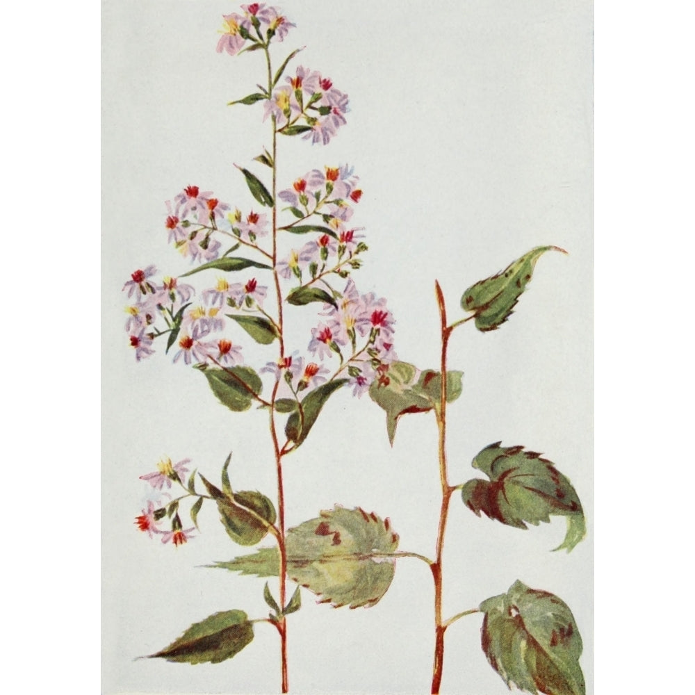 Wild Flowers 1909 Blue Wood Aster Poster Print by M. and Shaw Saterlee Image 2