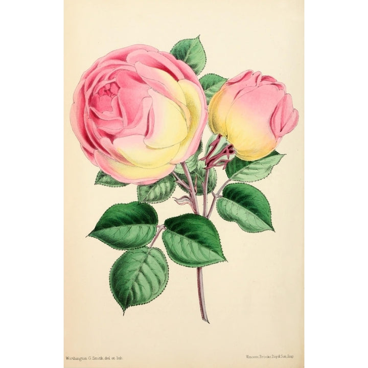 The Floral Magazine 1869 Tea Rose Mlle Marie Sisley Poster Print by Worthington G. Smith Image 1